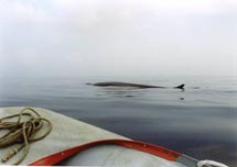 A vela tra i cetacei
nelle acque di Varazze

